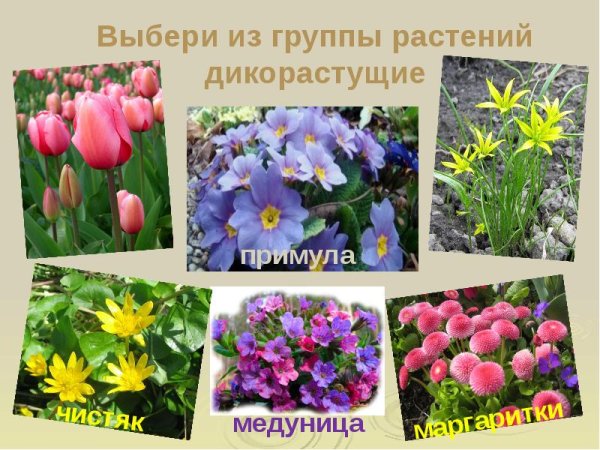 Луковичные цветы первоцветы
