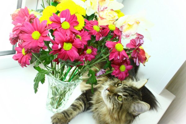 Котенок с букетом цветов