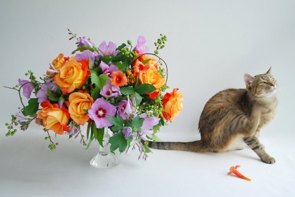 Кот с цветами