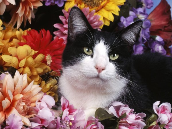 Котик с цветами
