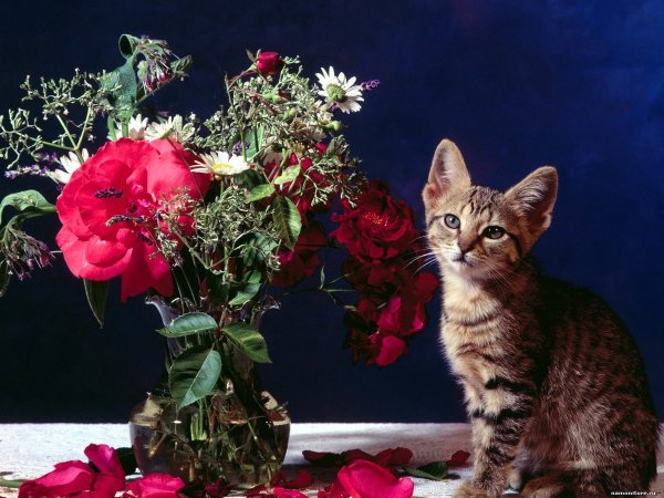 Кот с цветами