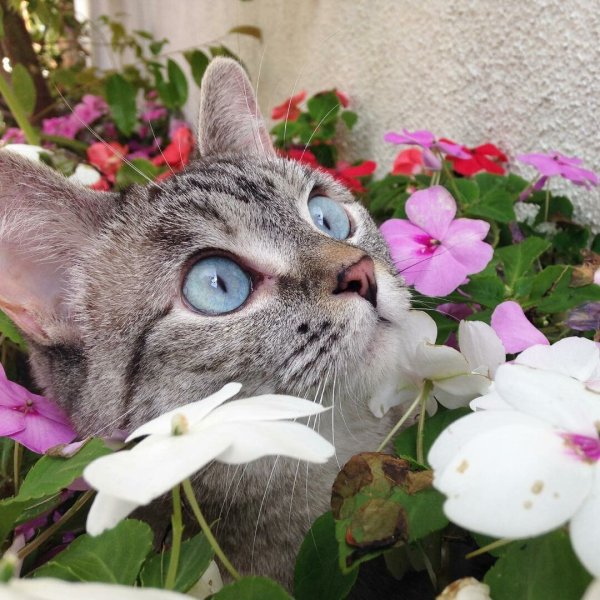 Коты в цветах