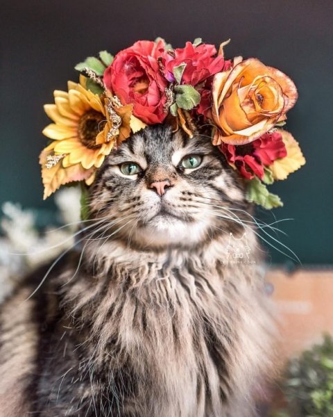 Кот в цветах