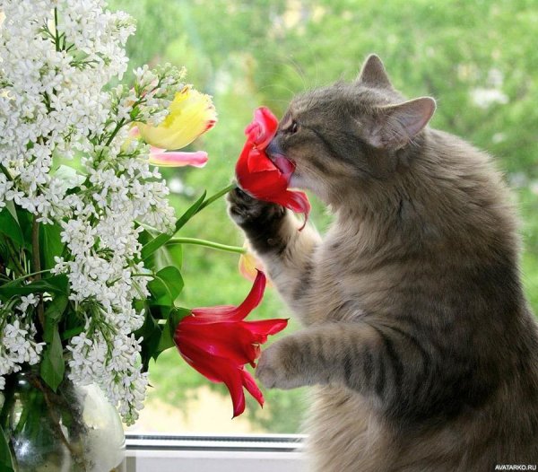 Кошки и цветы