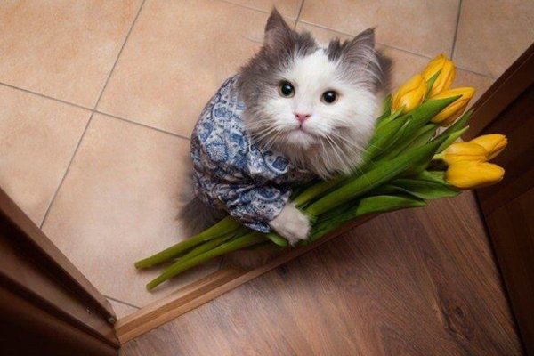 Коты с цветами в лапах