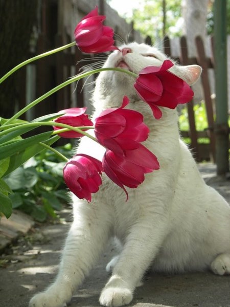 Котенок с цветами