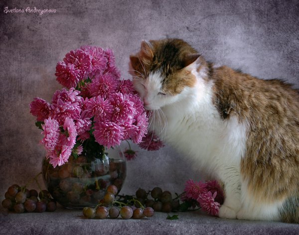 Кошка в венке