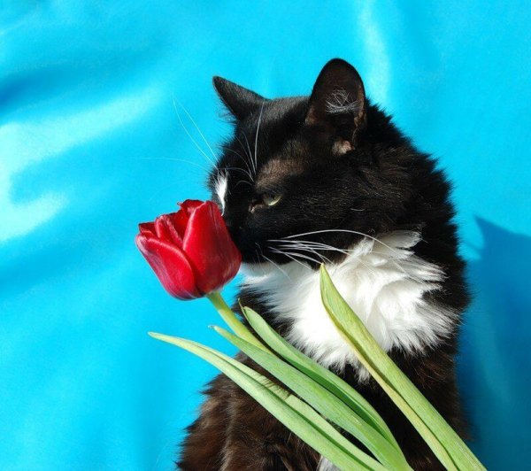 Кот в цветах