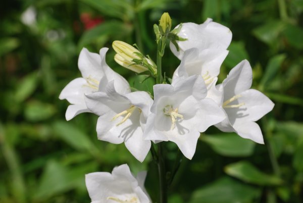 Колокольчик Campanula White