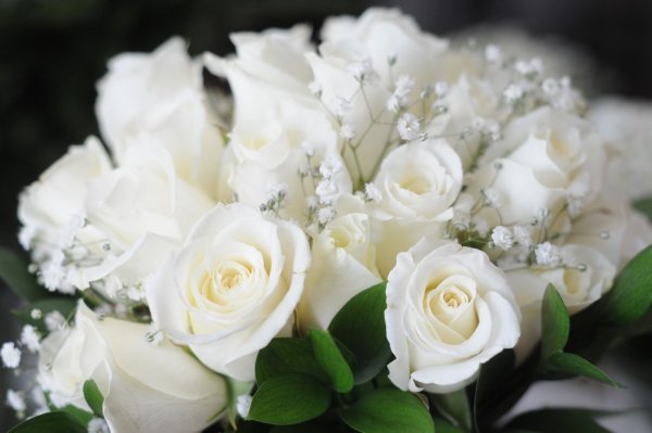 Калла Зантедеския Zantedeschia aethiopica