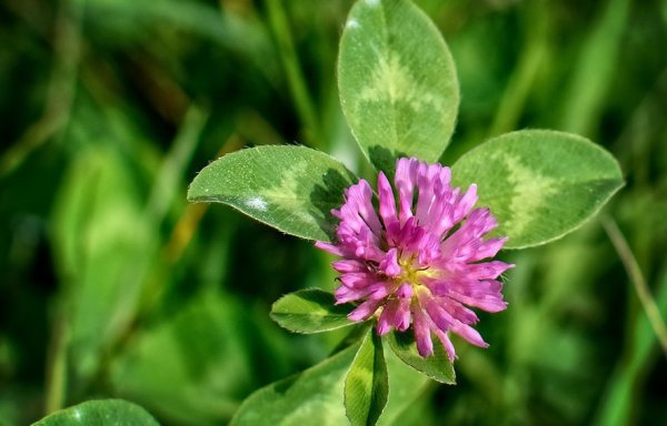 Клевер красный (Trifolium Rubens)