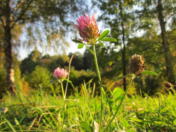Клевер красноватый (Trifolium Rubens