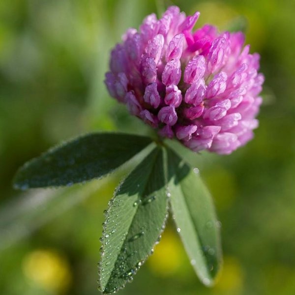Клевер Луговой Trifolium praténse