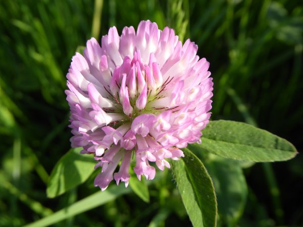 Красный Клевер (Red Clover)