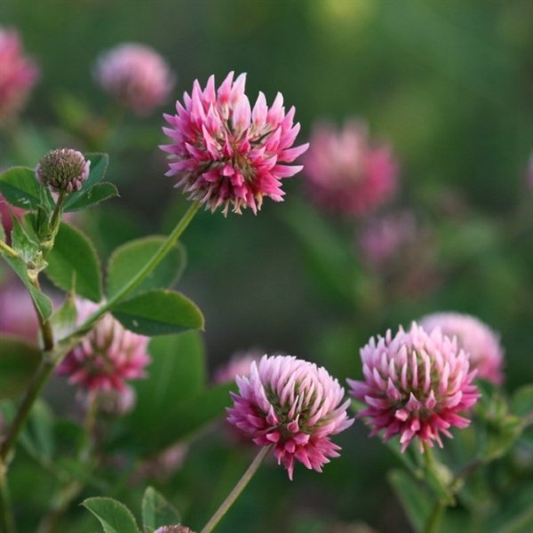 Красный Клевер Trifolium pratense