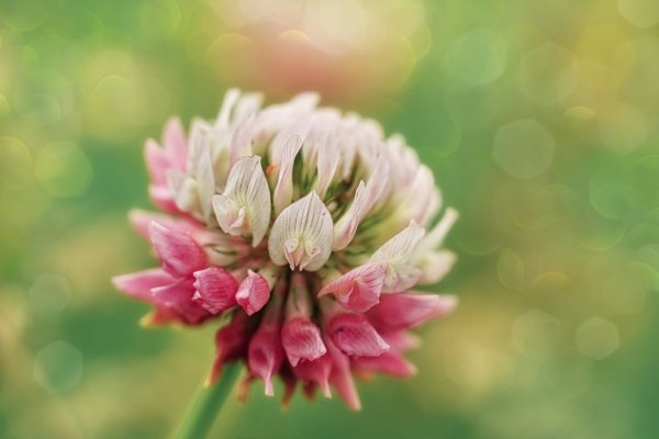 Клевер красный (Trifolium Rubens)