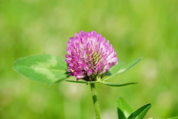 Красный Клевер Trifolium pratense