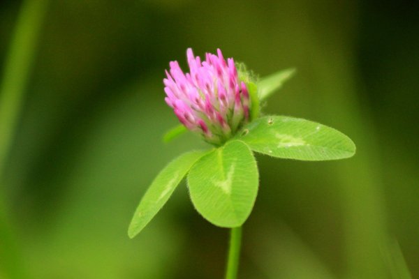 Красный Клевер Trifolium pratense