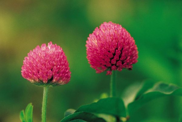 Клевер (Trifolium)