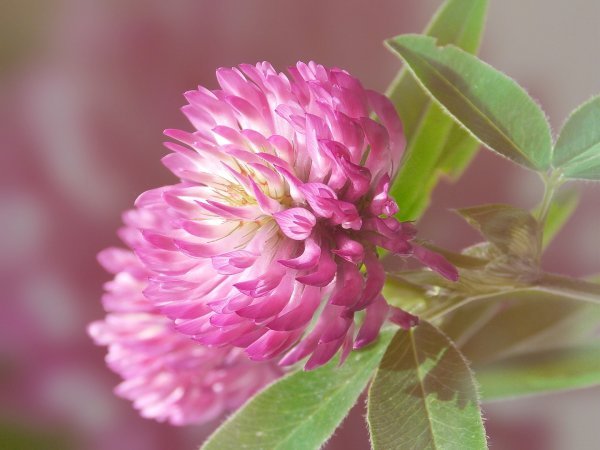 Клевер Луговой (Trifolium pratense)