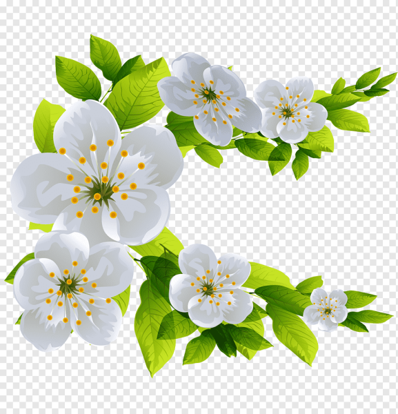 Векторные цветы яблони