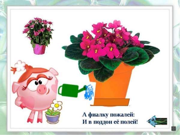 Комнатные цветы для детсада