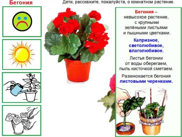 Комнатные растения презентация для детей