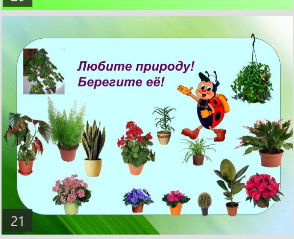 Комнатные растения названия