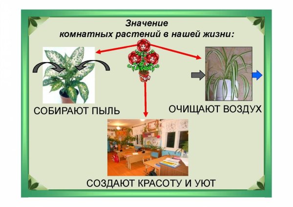 Комнатные растения в нашей жизни