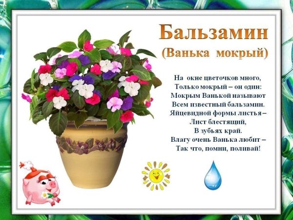 Комнатные растения для дошкольников