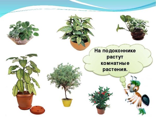 Комнатные растения для детей