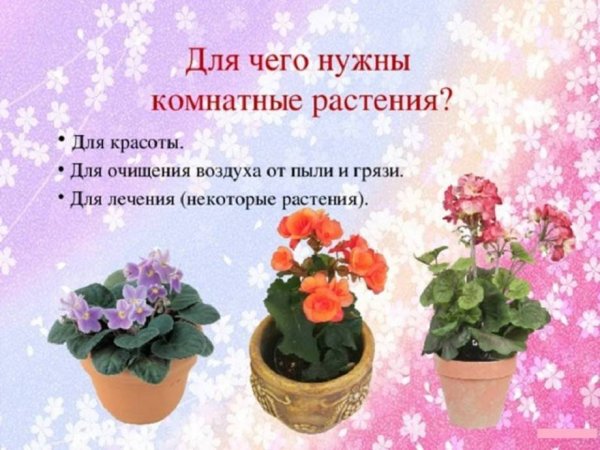 Название домашних цветов