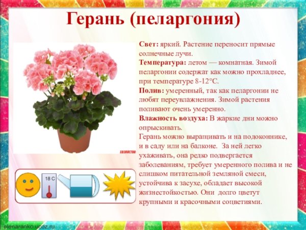 Фиалка герань Кактус