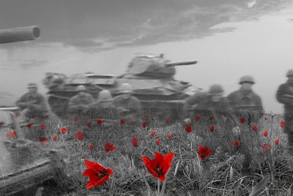 Гвоздика на белом фоне с георгиевской лентой