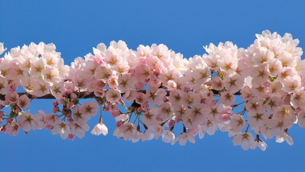 Узкие цветочные фоны