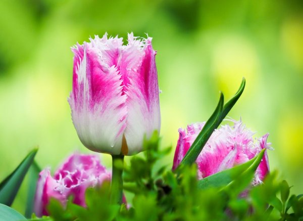 Тюльпан Кам бэк