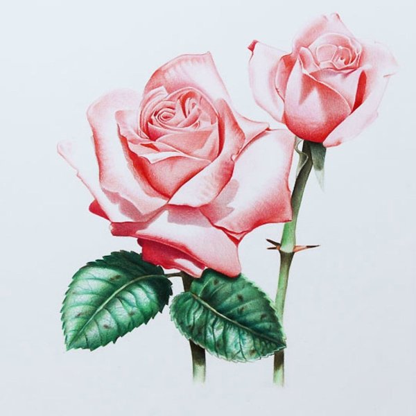 Рисунки цветов