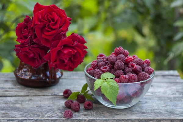 Роза малина