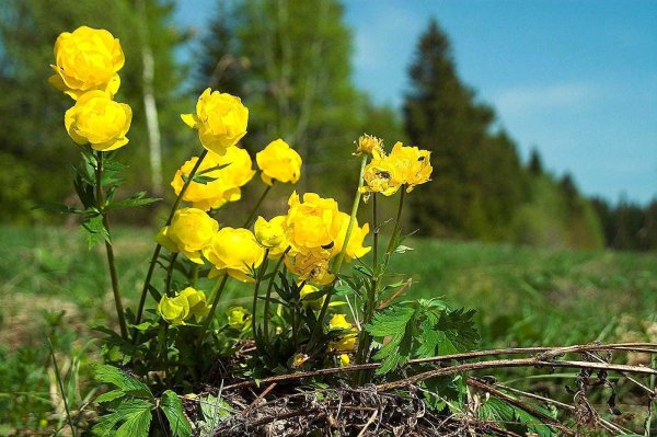 Троллиус Европейский (купальница)