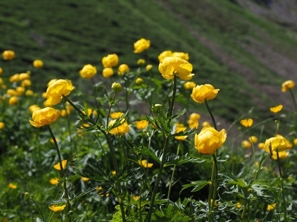 Купальница троллиус