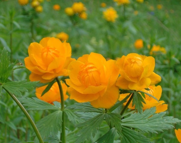 Купальница троллиус