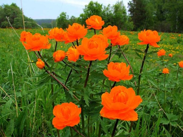 Купальница Сибирская роза
