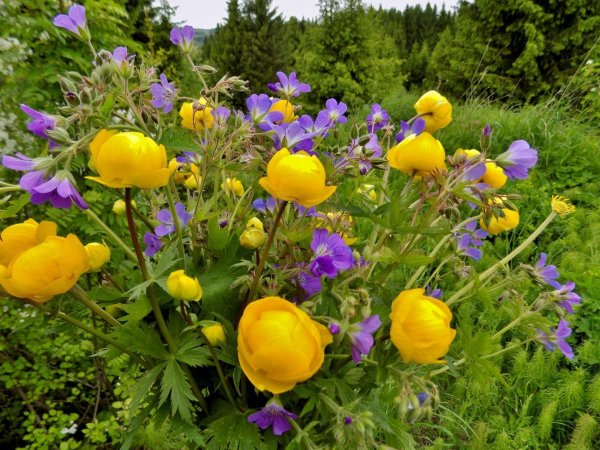Купальница (Trollius)