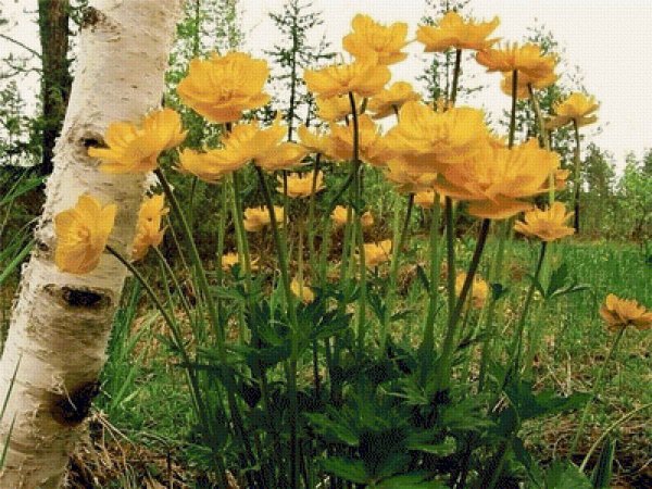 Купальница цветок