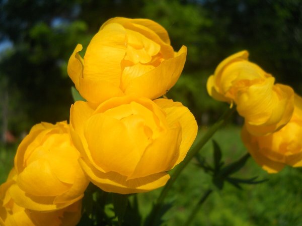 Купальница троллиус