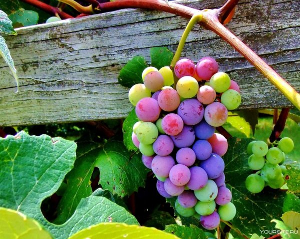 Виноград Maroo seedless