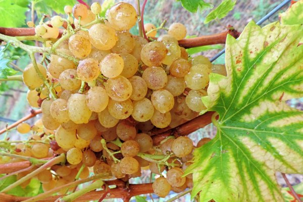 Виноград золотые купола