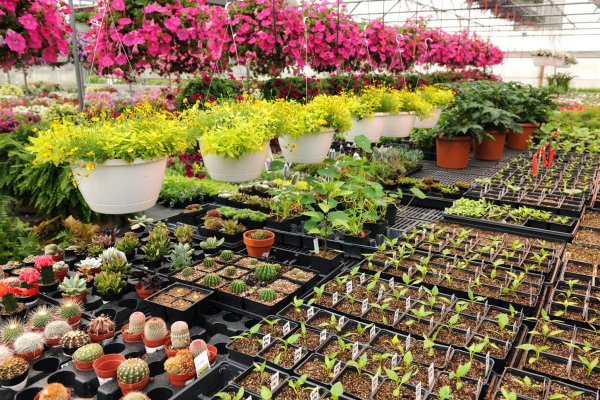 Саженцы цветов