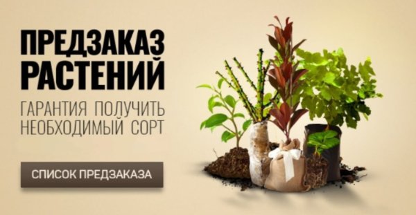 Саженцы роз реклама