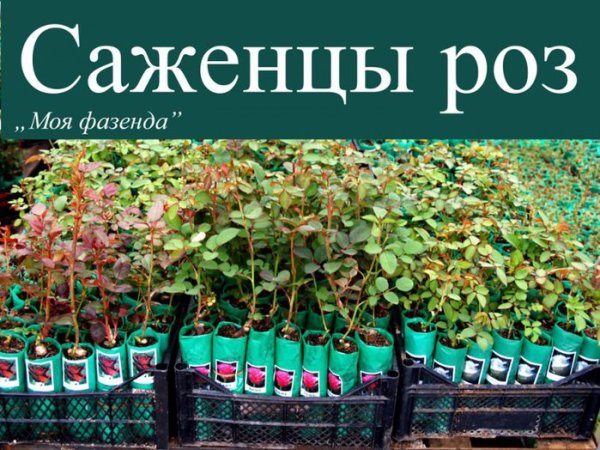 Магазин рассады и саженцев